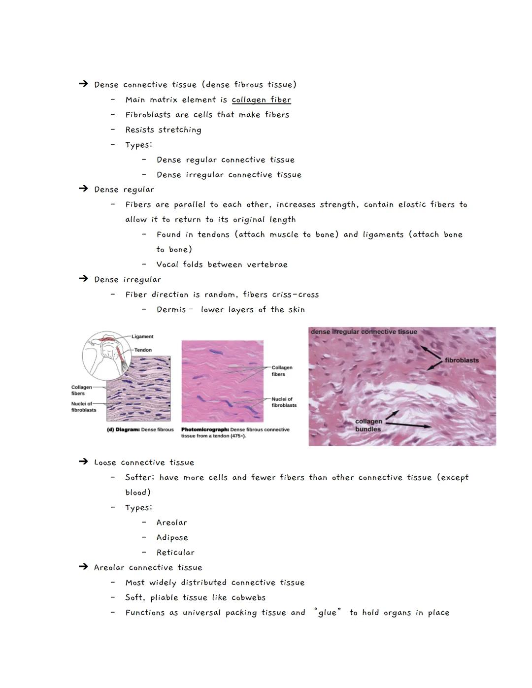# Body Tissues
Tissues
★ Groups of cells with similar structure and function
• Four primary types:
1. Epithelial tissue (epithelium)
2