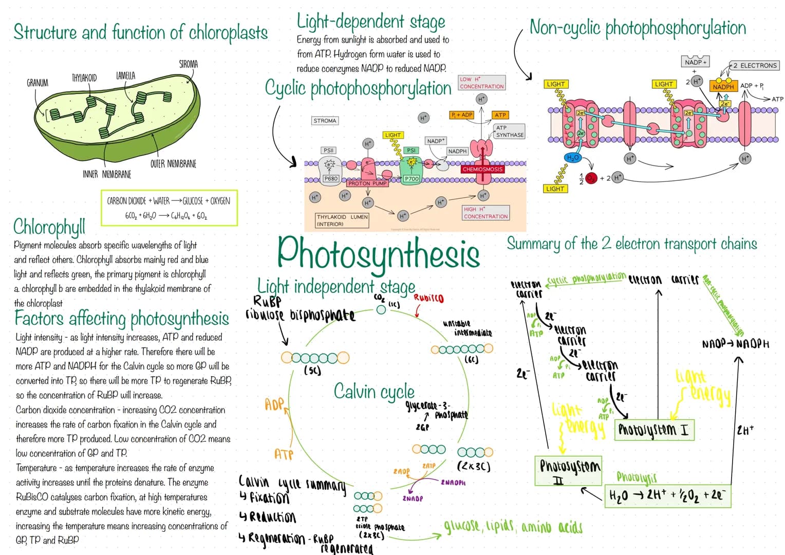 # Structure and function of chloroplasts Light-dependent stage
STROMA
GRANUM
THYLAKOID
LAMELLA
Energy from sunlight is absorbed and use