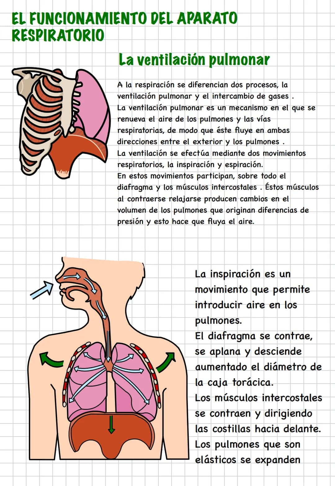 # TEMA 3. LA RESPIRACIÓN
El aparato respiratorio se encarga de tomar del aire el oxígeno
que las células necesitan para producir energía y