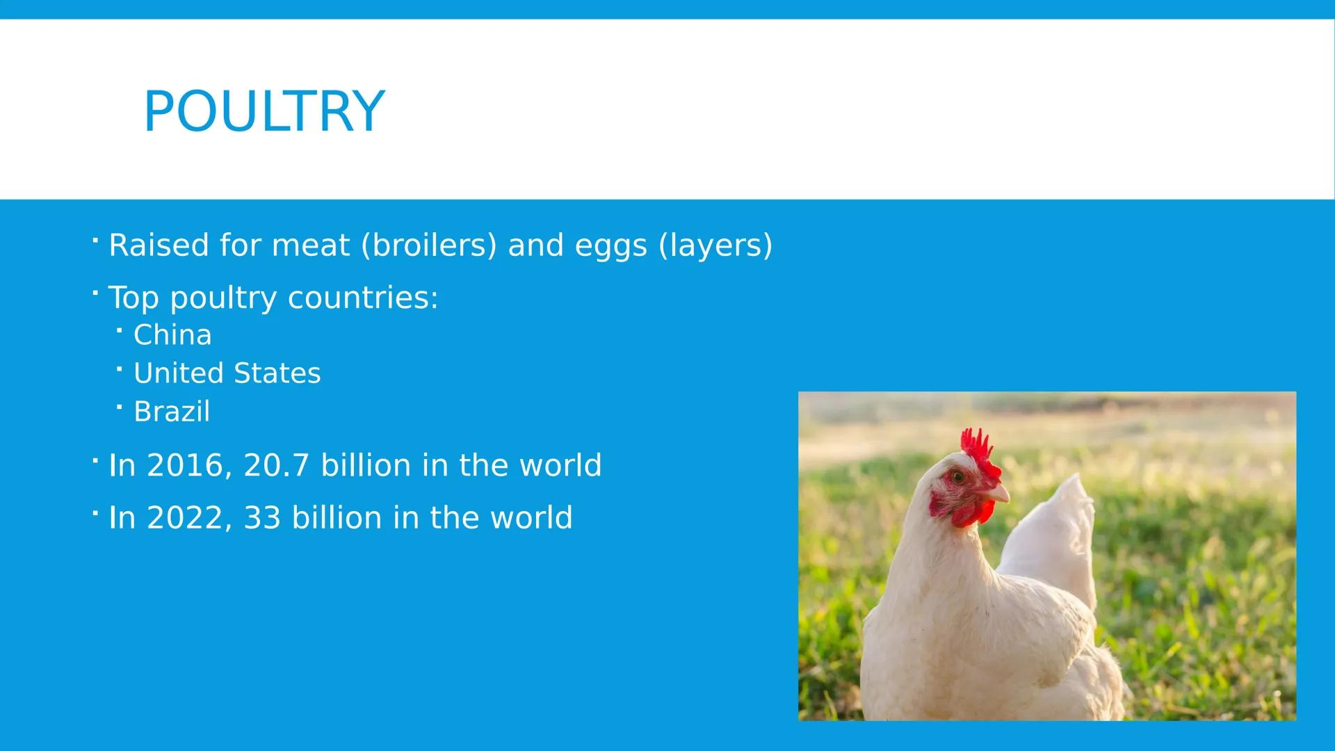 # ANIMAL CONTRIBUTIONS TO HUMAN NEEDS
2.5.2024 # GLOBAL LIVESTOCK DISTRIBUTION
* Influenced by
* Climate
* Geography
*