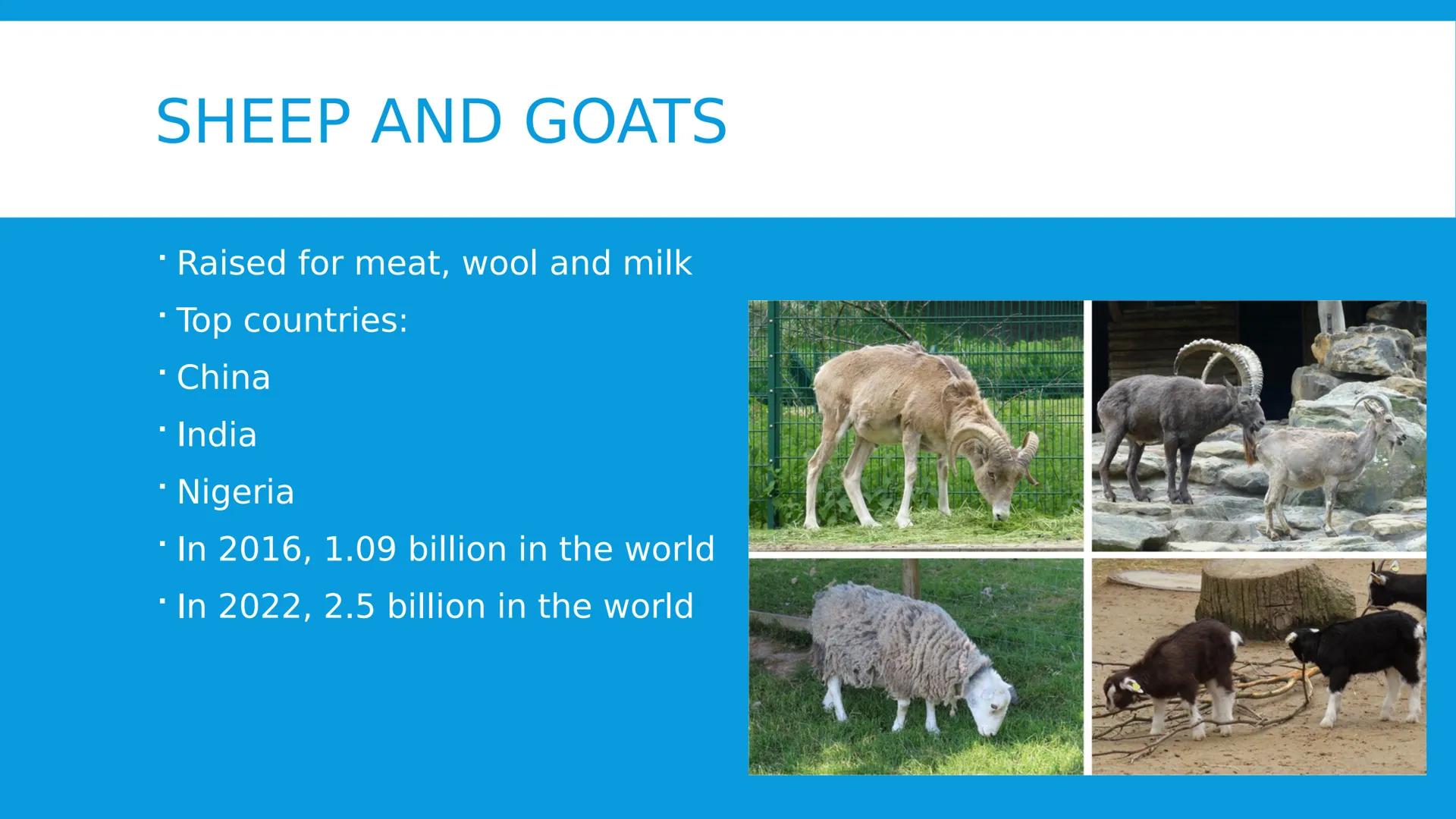 # ANIMAL CONTRIBUTIONS TO HUMAN NEEDS
2.5.2024 # GLOBAL LIVESTOCK DISTRIBUTION
* Influenced by
* Climate
* Geography
*