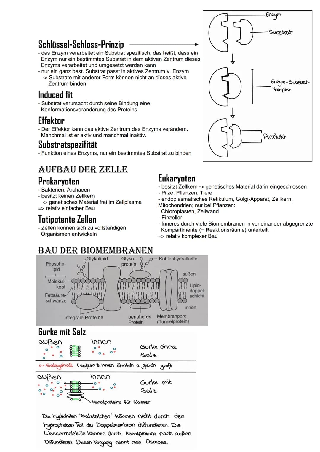 # Bio Abitur Lernzettel
# 12.1. Stoffwechsel
## VOKABELN
### Enzyme
Enzyme sind Biokatalysatoren. Sie ermöglichen Reaktionen bei Körpert