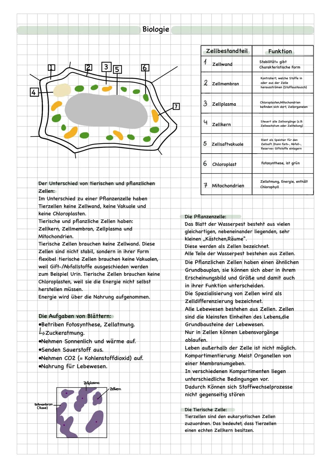 # Biologie
4
Π
235
6
7
| Zellbestandteil | Funktion |
|---|---|
| 1 Zellwand | Stabilität+ gibt Charakteristische Form |
| 2 Zellmembran |