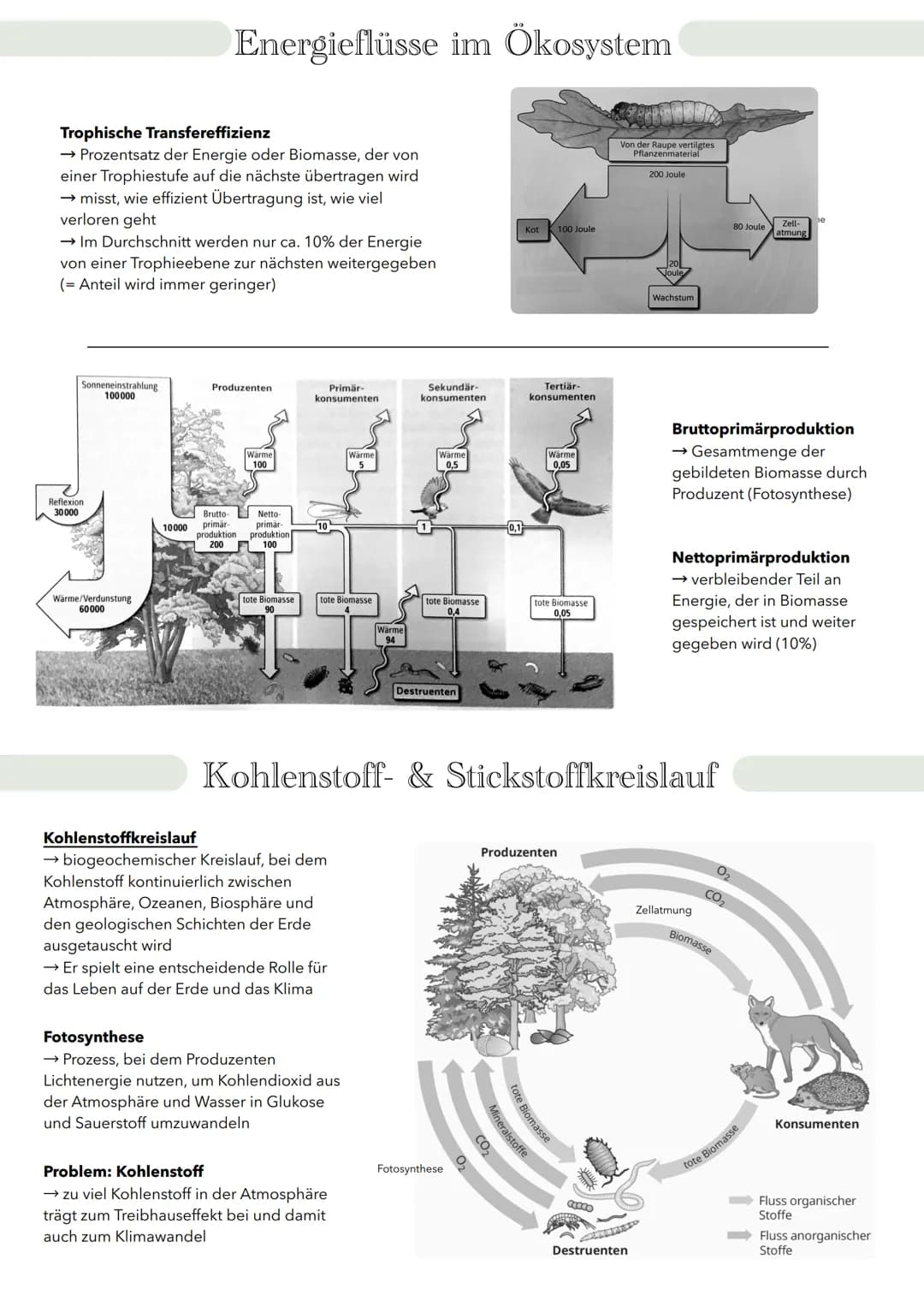 # Ökologie Wechselwirkung zwischen Organismen und Welt
Biosphäre
Ökosystem
Biotop + Biozönose
Population
Organismus
Organismus
→ zeic