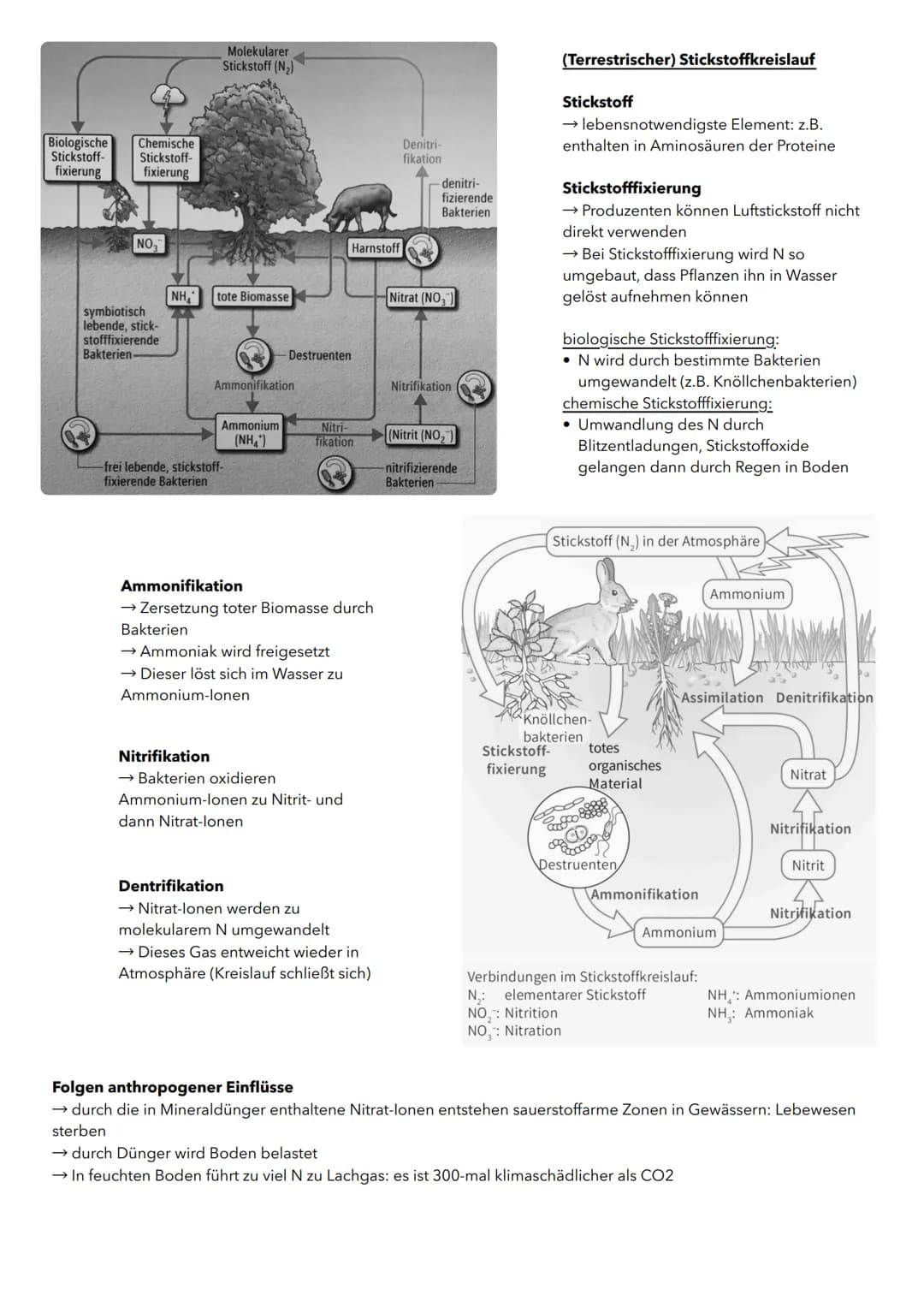 # Ökologie Wechselwirkung zwischen Organismen und Welt
Biosphäre
Ökosystem
Biotop + Biozönose
Population
Organismus
Organismus
→ zeic