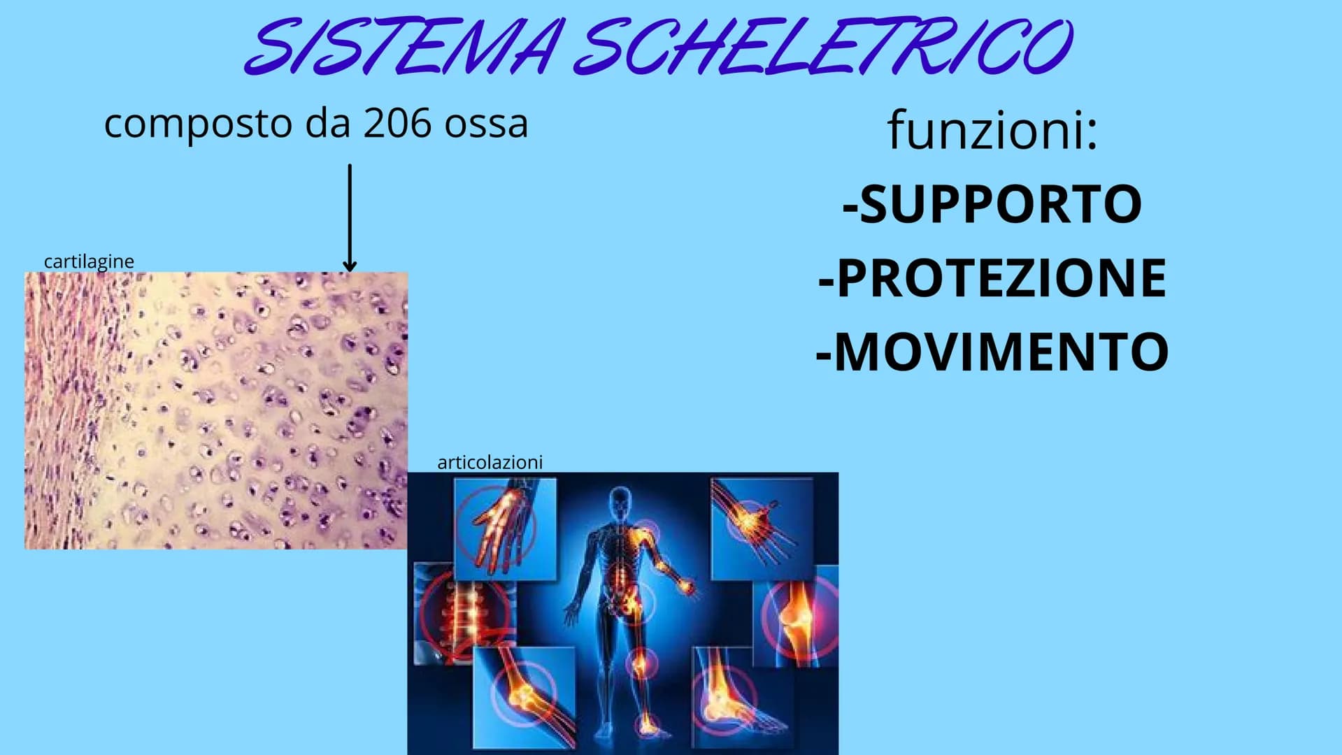 # APPARATO
# LOCOMOTORE
2 sistemi:
SCHELETRICO
MUSCOLARE # SISTEMA SCHELETRICO
composto da 206 ossa
funzioni:
-SUPPORTO
-PROTEZIONE
