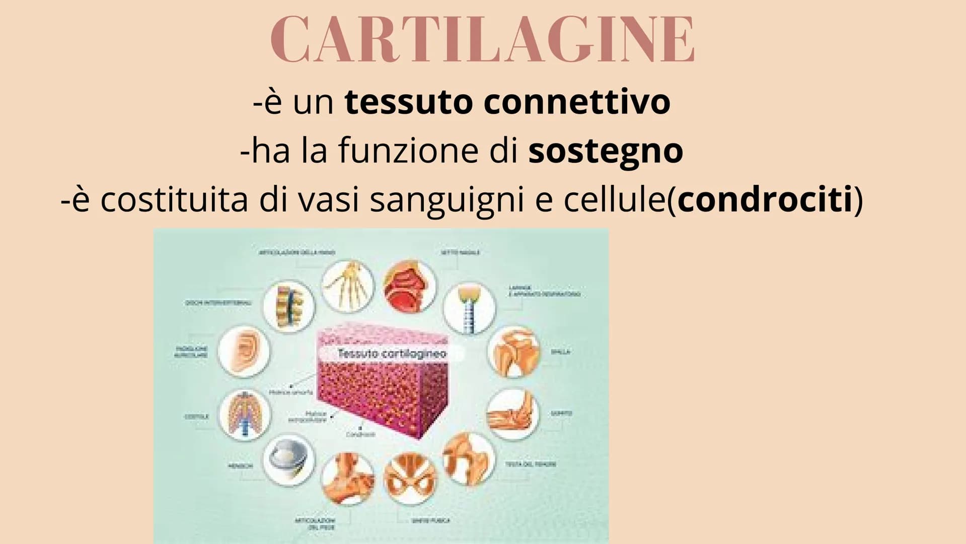 # APPARATO
# LOCOMOTORE
2 sistemi:
SCHELETRICO
MUSCOLARE # SISTEMA SCHELETRICO
composto da 206 ossa
funzioni:
-SUPPORTO
-PROTEZIONE