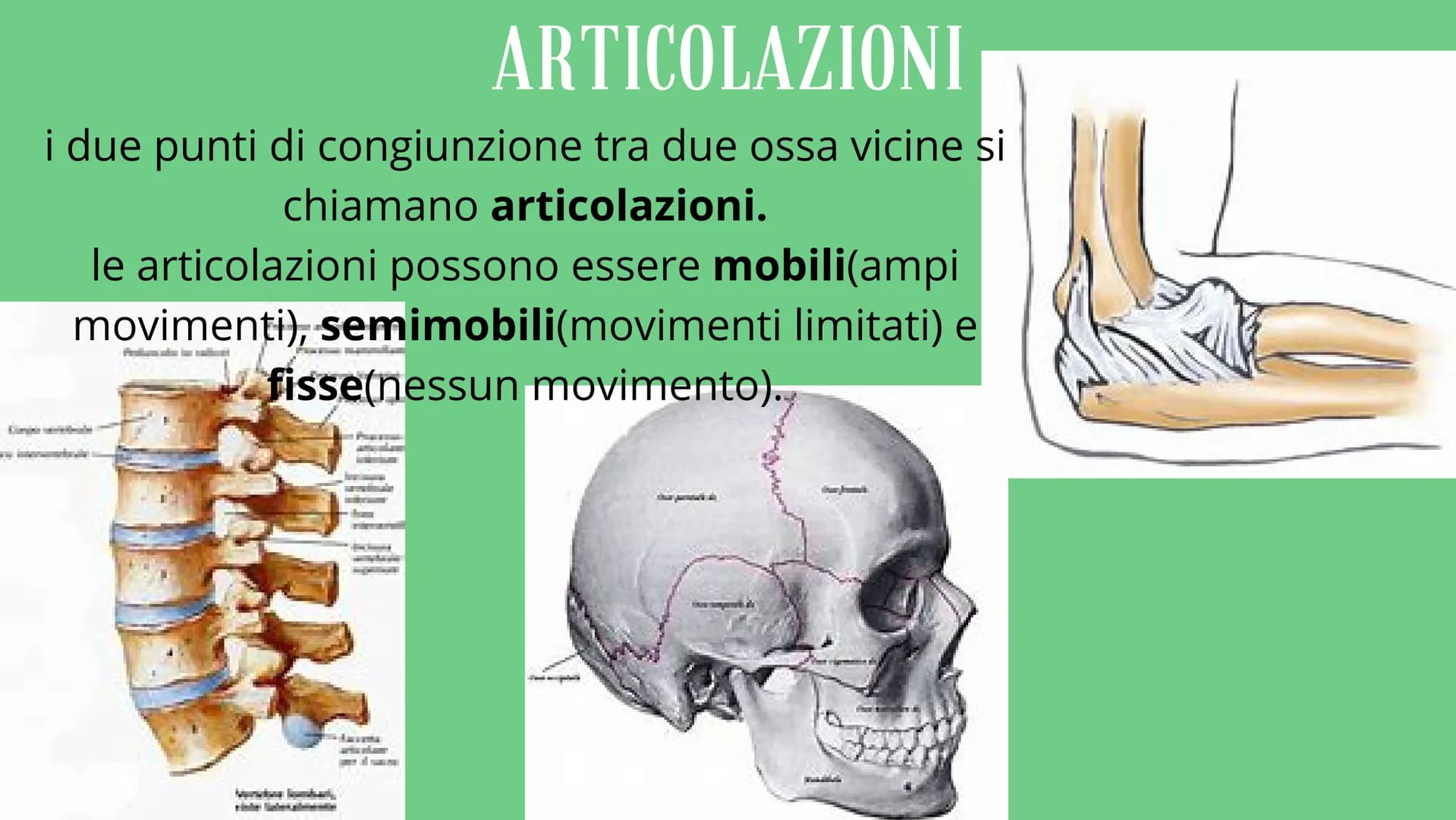 # APPARATO
# LOCOMOTORE
2 sistemi:
SCHELETRICO
MUSCOLARE # SISTEMA SCHELETRICO
composto da 206 ossa
funzioni:
-SUPPORTO
-PROTEZIONE