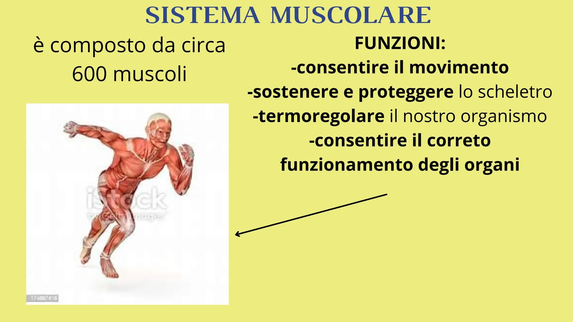 # APPARATO
# LOCOMOTORE
2 sistemi:
SCHELETRICO
MUSCOLARE # SISTEMA SCHELETRICO
composto da 206 ossa
funzioni:
-SUPPORTO
-PROTEZIONE