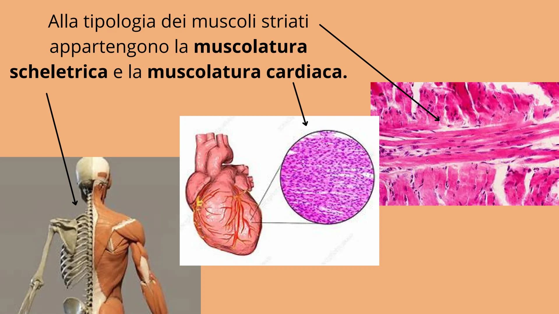 # APPARATO
# LOCOMOTORE
2 sistemi:
SCHELETRICO
MUSCOLARE # SISTEMA SCHELETRICO
composto da 206 ossa
funzioni:
-SUPPORTO
-PROTEZIONE