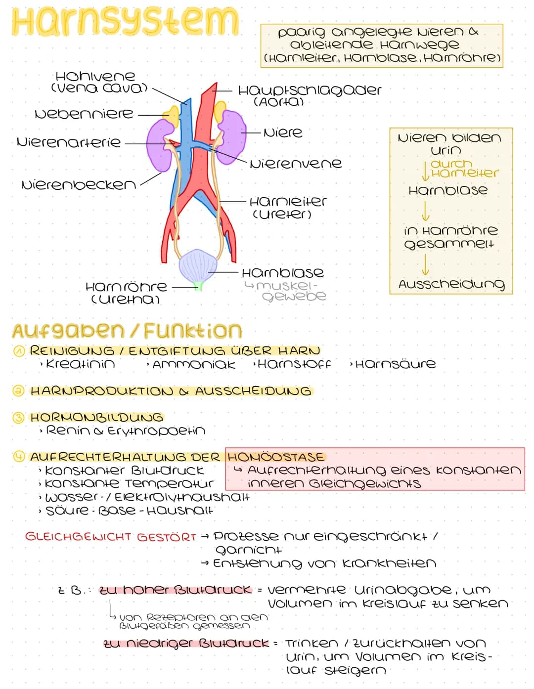 # Harnsystem
Hohivene
(vena cava)
Nebenniere
Nierenarterie
Nierenbecken
paarig angelegte Nieren &
ableitende Harnwege
(Harnleiter, Hamb