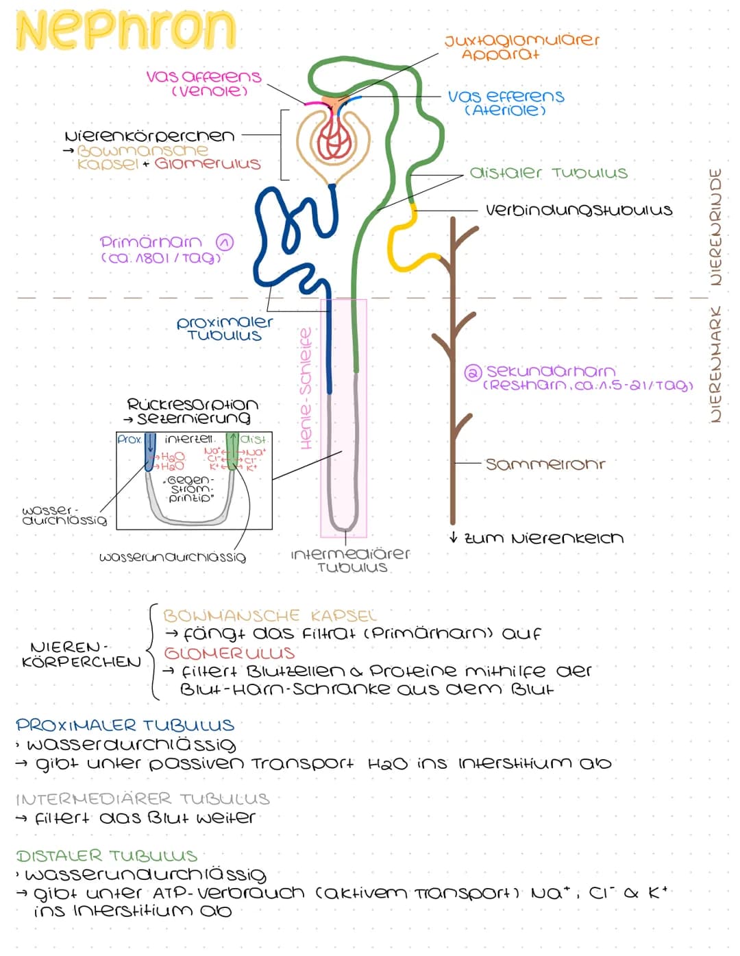 # Harnsystem
Hohivene
(vena cava)
Nebenniere
Nierenarterie
Nierenbecken
paarig angelegte Nieren &
ableitende Harnwege
(Harnleiter, Hamb