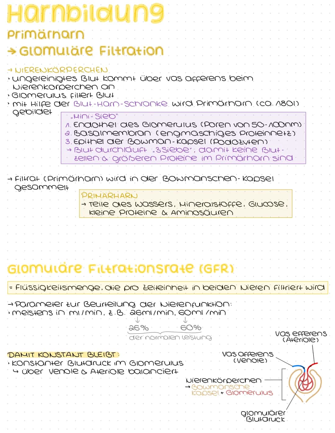 # Harnsystem
Hohivene
(vena cava)
Nebenniere
Nierenarterie
Nierenbecken
paarig angelegte Nieren &
ableitende Harnwege
(Harnleiter, Hamb
