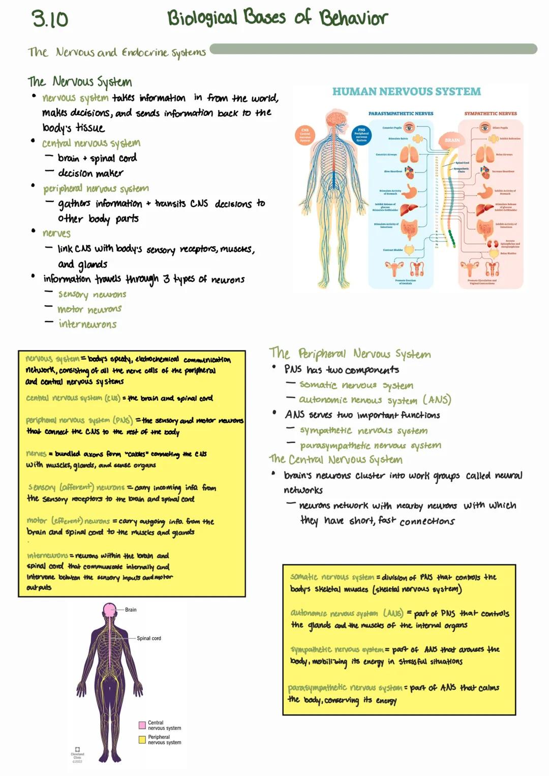 3.10
# Biological Bases of Behavior
## The Nervous and Endocrine Systems
### The Nervous System
* nervous system takes information in fro