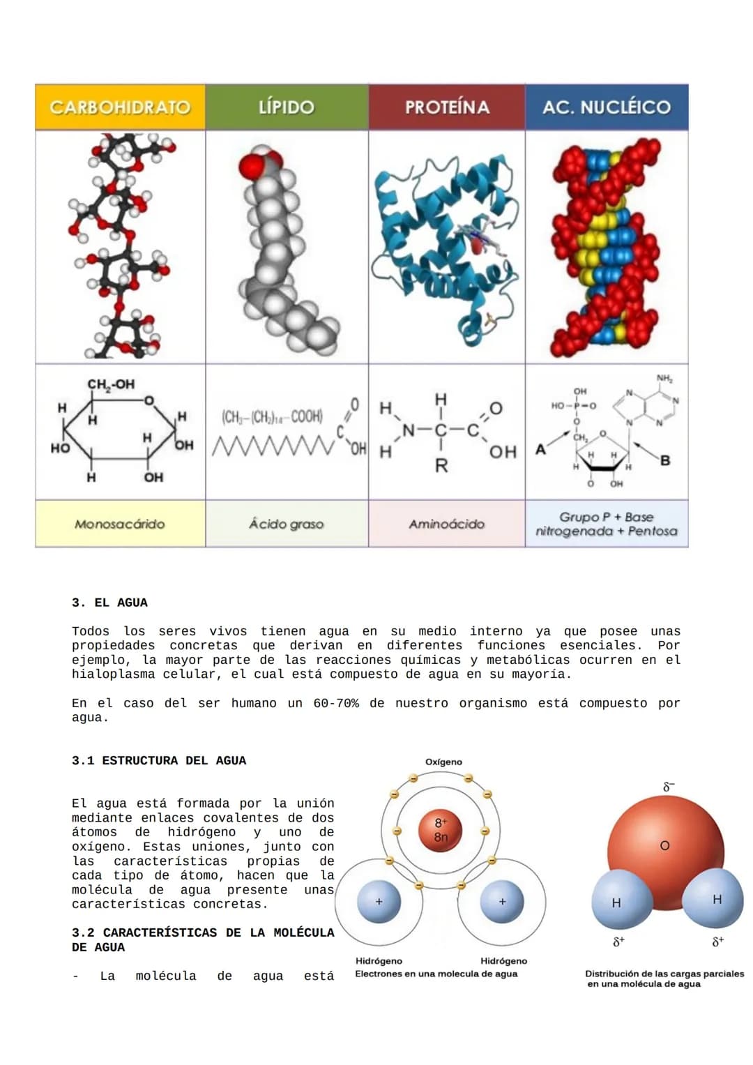 TEMA 1. La base físico química de la
vida.
Índice:
1. Bioelementos
2. Biomoléculas
3. Agua
4. Sales minerales
5. Ósmosis
6. Carácter coloida