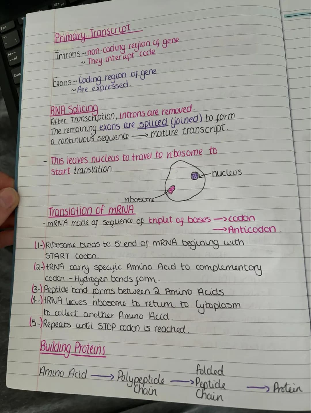 # unit one
1-1-Division And Differentiation
Somatic Cells Cells that aren't involved in reproduction
Germline Cells → Gametes (sperm and