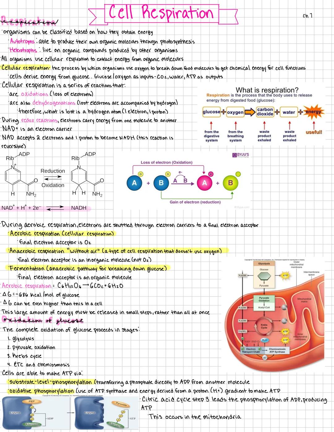 > Cell Respiration
organisms can be Classified based on how they obtain energy
Autotropns: able to produce their own organic molecules thr