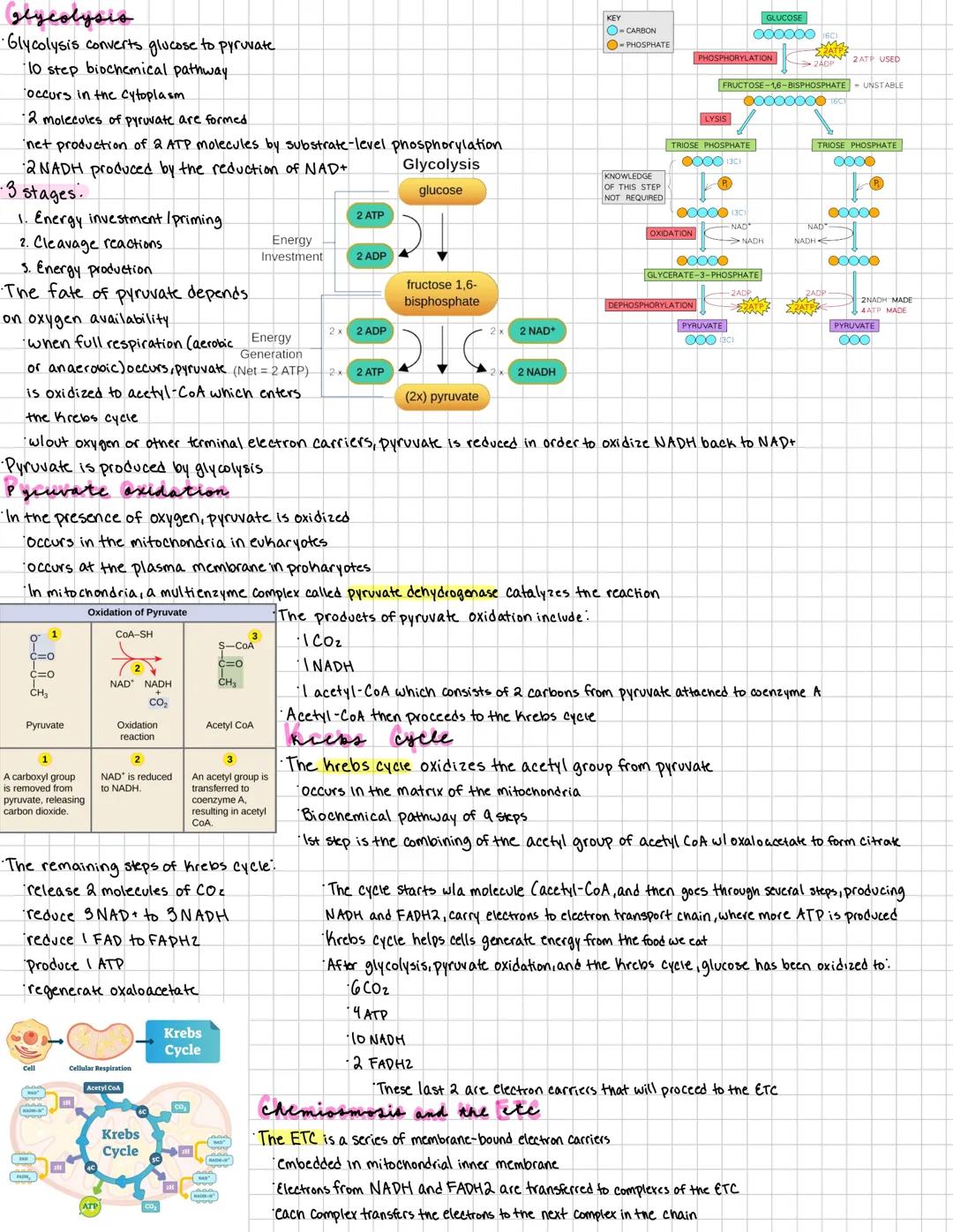 > Cell Respiration
organisms can be Classified based on how they obtain energy
Autotropns: able to produce their own organic molecules thr