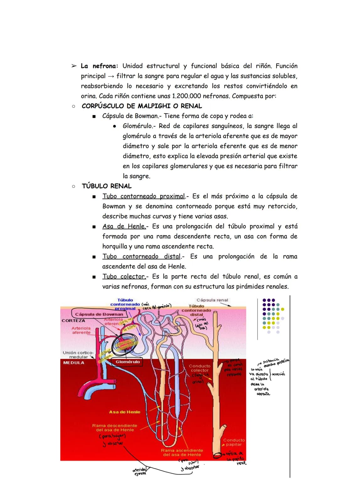 # Aparato urinario the
1. Anatomía
➤ Los riñones (situados detrás del peritoneo ``zona lumbar``, el derecho
más bajo que el izquierdo).
*