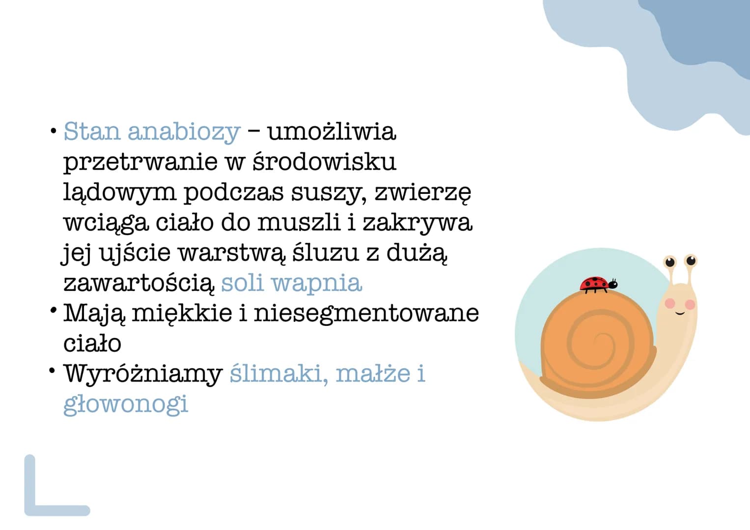miyazaki - Stan anabiozy - umożliwia
przetrwanie w środowisku
lądowym podczas suszy, zwierzę
wciąga ciało do muszli i zakrywa
jej ujście war