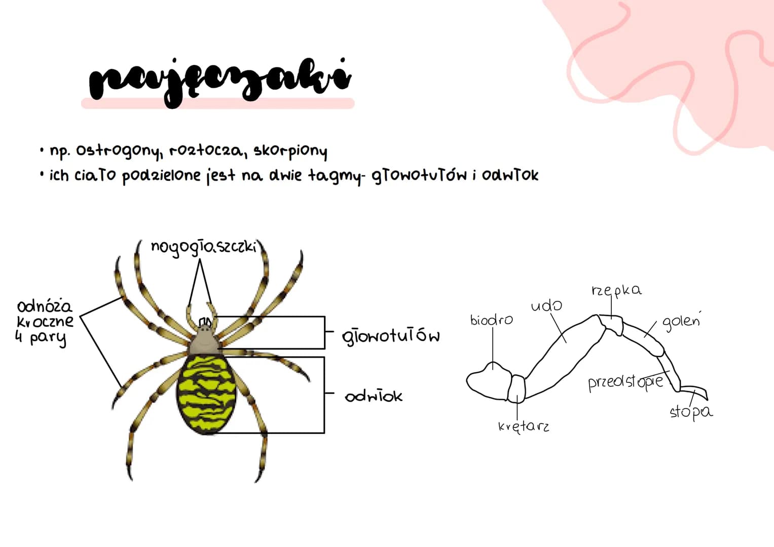 # stawonogi
A
B
C
D
E
F # stawonogi
* skorupiaki
* tchawkodyszne
* owady wije
* szczękoczułko podobne
* pajęczaki #