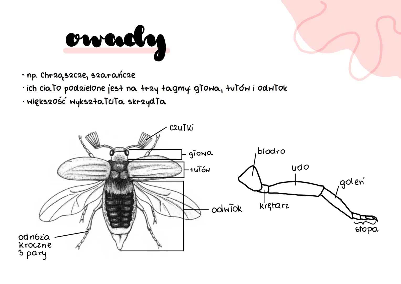 # stawonogi
A
B
C
D
E
F # stawonogi
* skorupiaki
* tchawkodyszne
* owady wije
* szczękoczułko podobne
* pajęczaki #