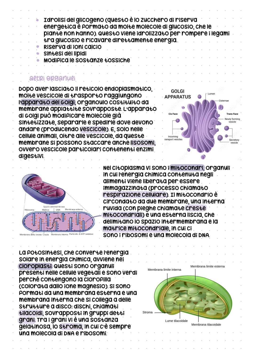 # la cellula, Q
Le cellule si dividono in:
procariote
- piccola
- semplice
- probabilmente le prime
cellule comparse
- danno origine solo