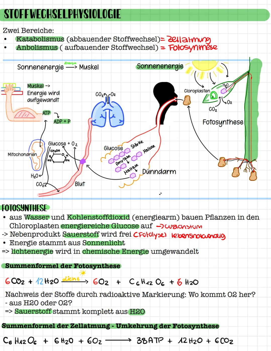 STOFFWECHSELPHYSIOLOGIE
Q2 # STOFFWECHSELPHYSIOLOGIE
Zwei Bereiche:
- Katabolismus (abbauender Stoffwechsel)= Zellatmung
- Anbolismus (aufb
