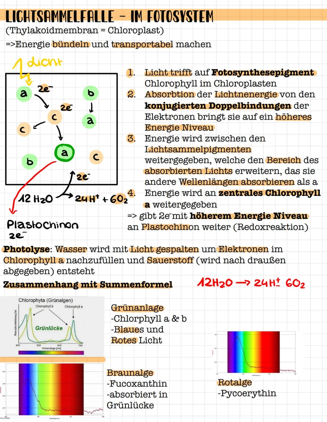 STOFFWECHSELPHYSIOLOGIE
Q2 # STOFFWECHSELPHYSIOLOGIE
Zwei Bereiche:
- Katabolismus (abbauender Stoffwechsel)= Zellatmung
- Anbolismus (aufb