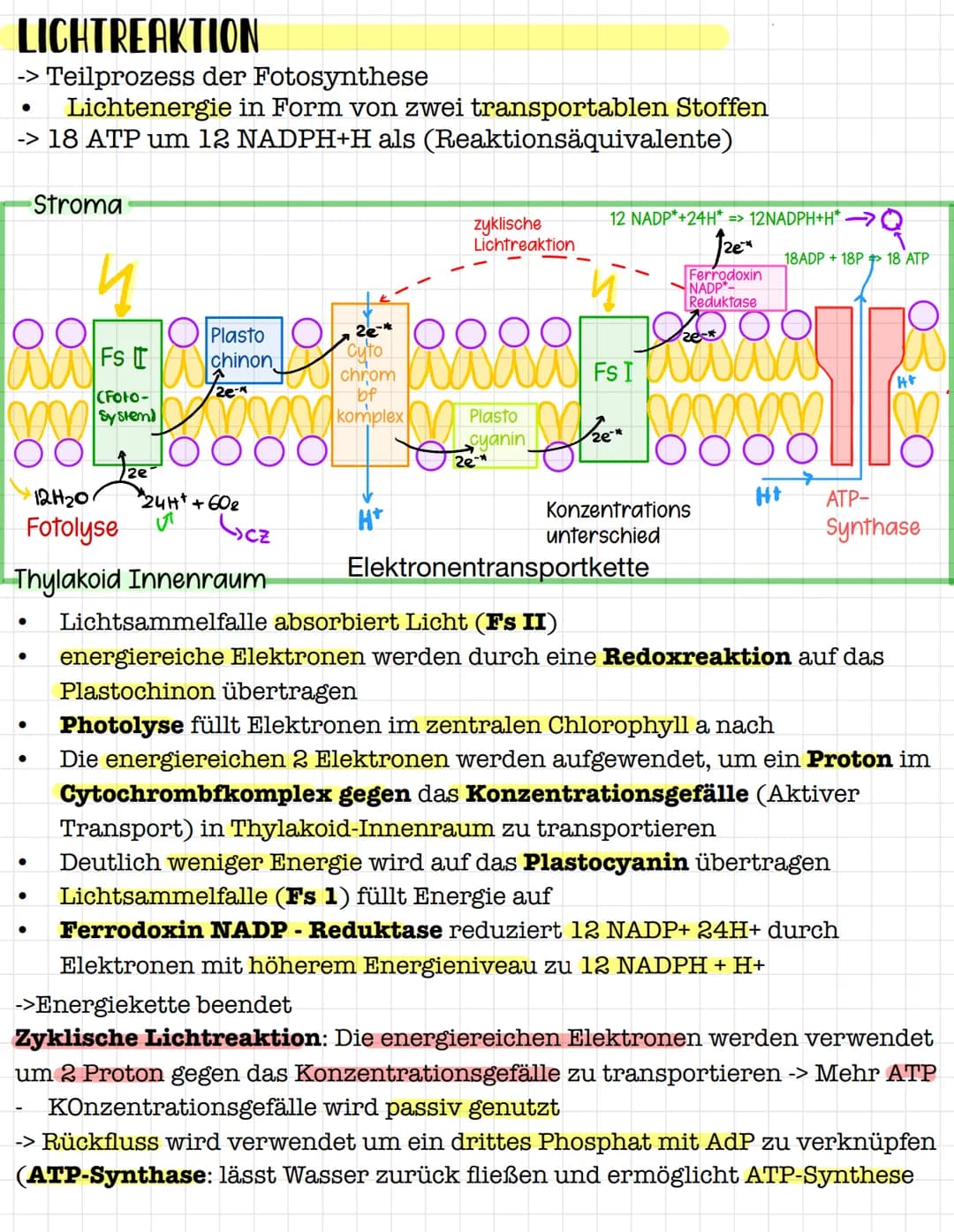 STOFFWECHSELPHYSIOLOGIE
Q2 # STOFFWECHSELPHYSIOLOGIE
Zwei Bereiche:
- Katabolismus (abbauender Stoffwechsel)= Zellatmung
- Anbolismus (aufb