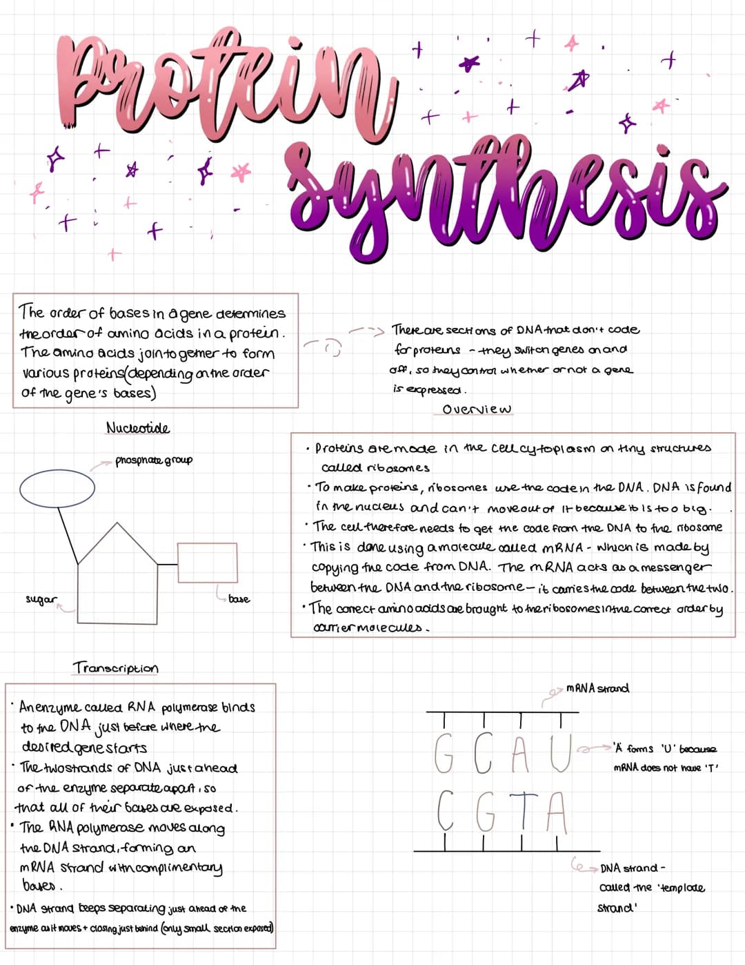 # Protein
+
+
+
+
+
☆
f
synthesis
The order of bases in a gene determines
the order of amino acids in a protein.
The amino acids join to g