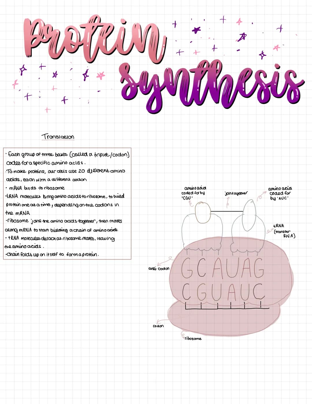 # Protein
+
+
+
+
+
☆
f
synthesis
The order of bases in a gene determines
the order of amino acids in a protein.
The amino acids join to g