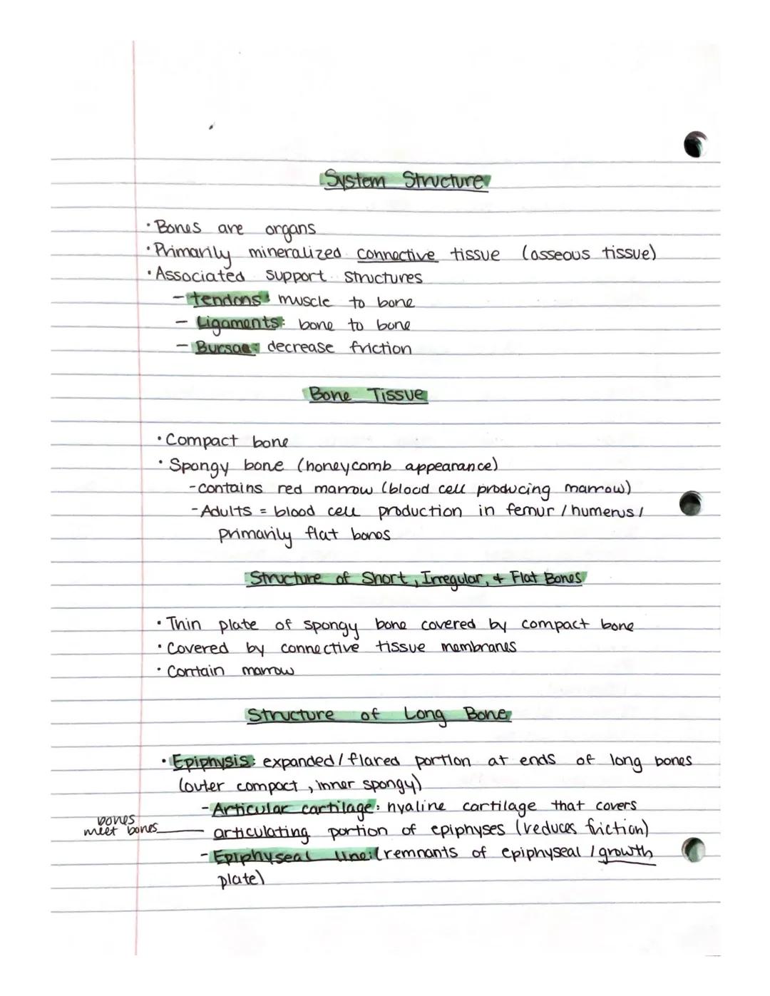 Chapter 7-Skeletal System
Human Skeletal System
• 206 total bones (as an adult)
• Axial Skull, vertebral column, vibcage
•Appendicular- up