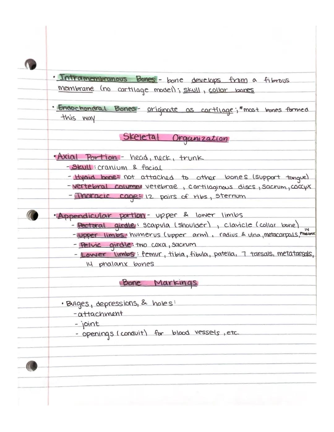 Chapter 7-Skeletal System
Human Skeletal System
• 206 total bones (as an adult)
• Axial Skull, vertebral column, vibcage
•Appendicular- up