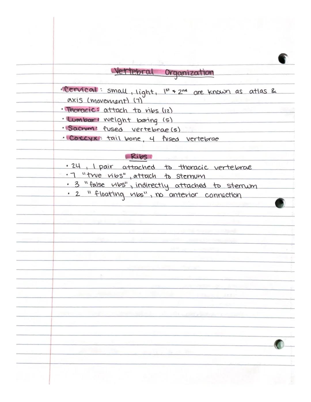 Chapter 7-Skeletal System
Human Skeletal System
• 206 total bones (as an adult)
• Axial Skull, vertebral column, vibcage
•Appendicular- up