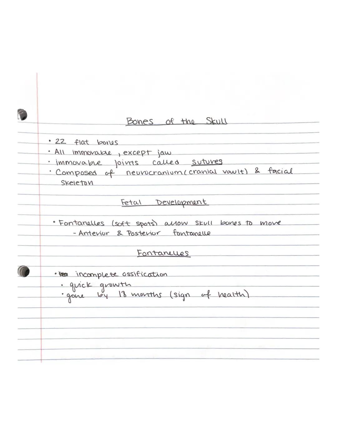 Chapter 7-Skeletal System
Human Skeletal System
• 206 total bones (as an adult)
• Axial Skull, vertebral column, vibcage
•Appendicular- up