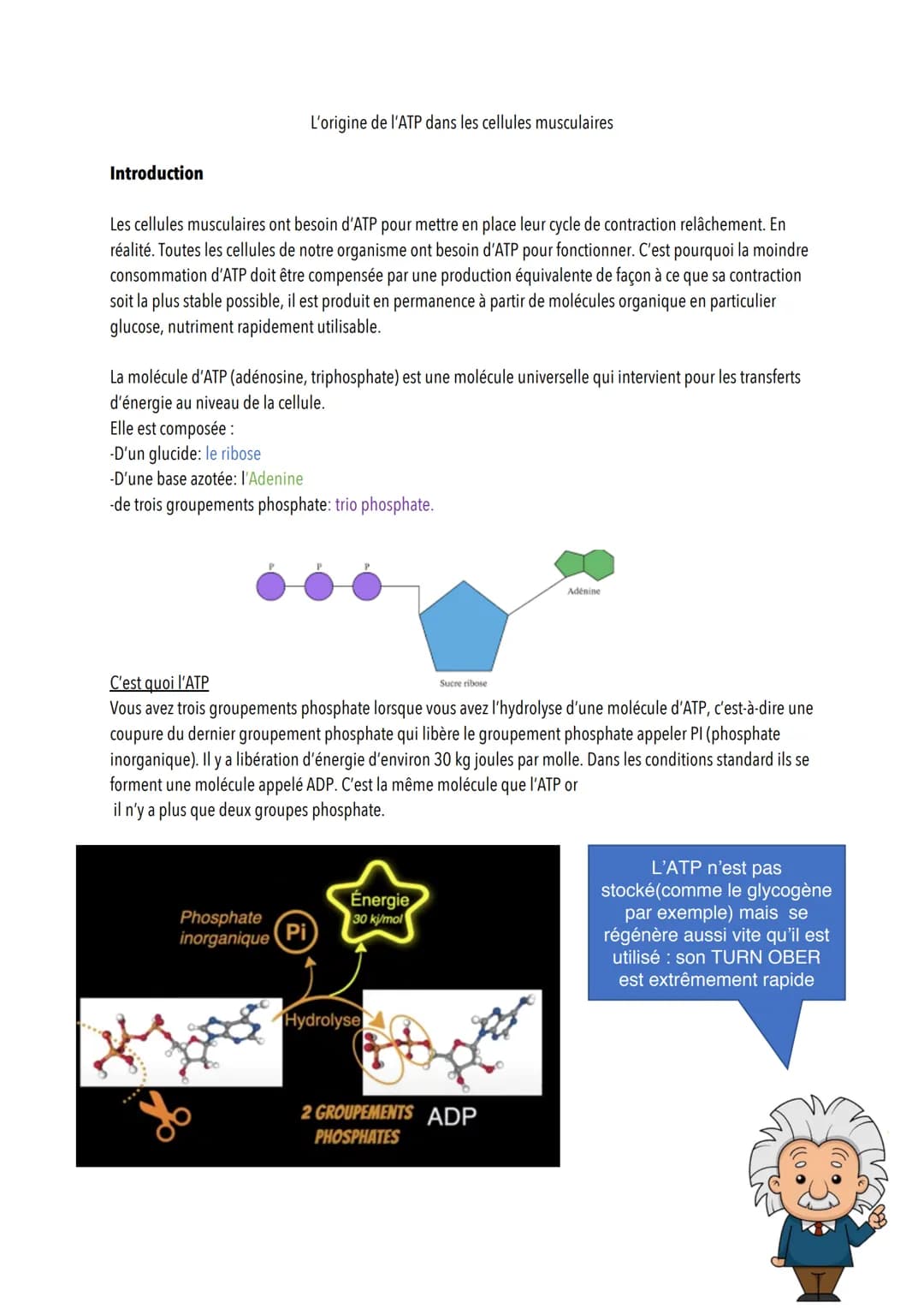# L'origine de l'ATP dans les cellules musculaires
Introduction
Les cellules musculaires ont besoin d'ATP pour mettre en place leur cycle