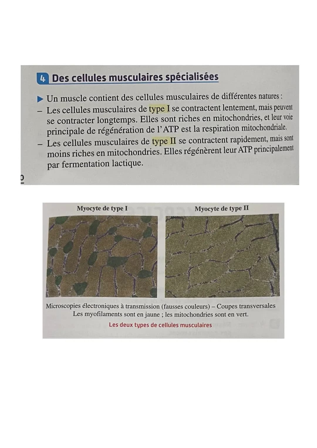 # L'origine de l'ATP dans les cellules musculaires
Introduction
Les cellules musculaires ont besoin d'ATP pour mettre en place leur cycle