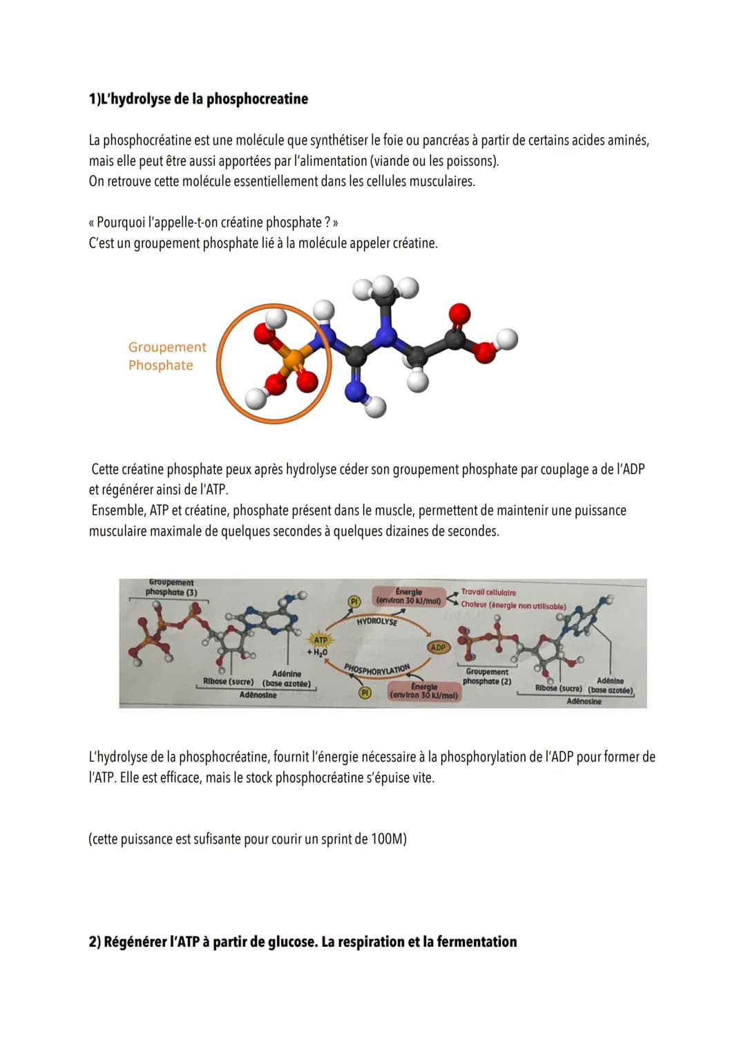 # L'origine de l'ATP dans les cellules musculaires
Introduction
Les cellules musculaires ont besoin d'ATP pour mettre en place leur cycle