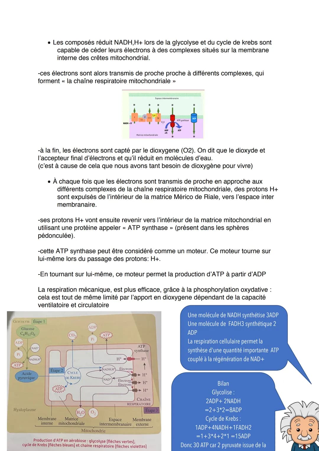 # L'origine de l'ATP dans les cellules musculaires
Introduction
Les cellules musculaires ont besoin d'ATP pour mettre en place leur cycle