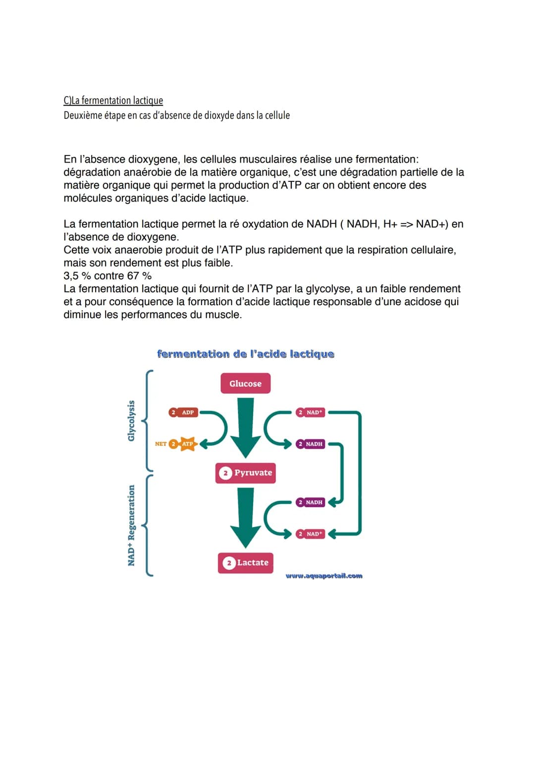 # L'origine de l'ATP dans les cellules musculaires
Introduction
Les cellules musculaires ont besoin d'ATP pour mettre en place leur cycle