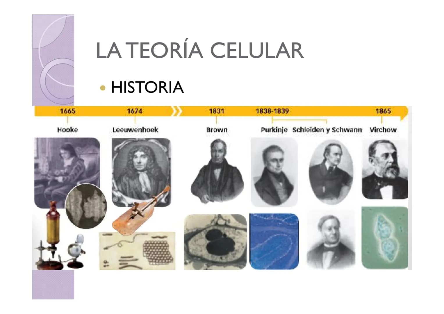 # LA ORGANIZACIÓN CELULAR
DE LOS SERES VIVOS
Petri Calero # LA TEORÍA CELULAR
• HISTORIA
1665
1674
1831
1838-1839
1865
Hooke
Leeuwe