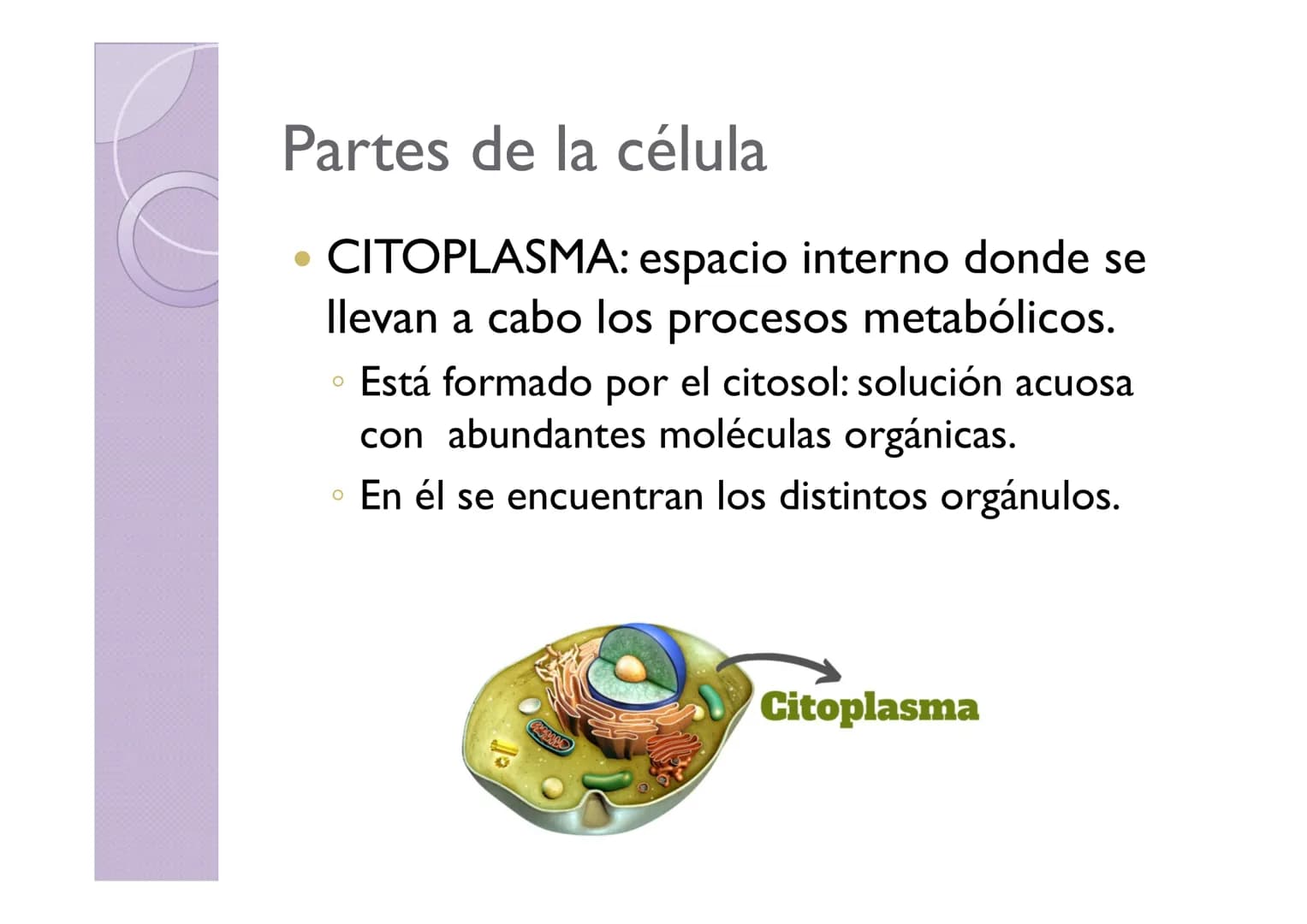 # LA ORGANIZACIÓN CELULAR
DE LOS SERES VIVOS
Petri Calero # LA TEORÍA CELULAR
• HISTORIA
1665
1674
1831
1838-1839
1865
Hooke
Leeuwe