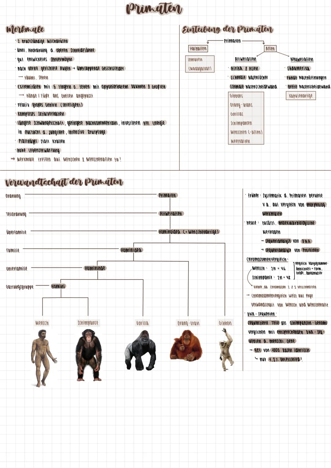 # Primaten
## Merkmale
* 2 brustriänaige Milcharüsen
* änni. Anoranung a. oberen schneideranие
* gut entwickeltes senvermögen
* nac