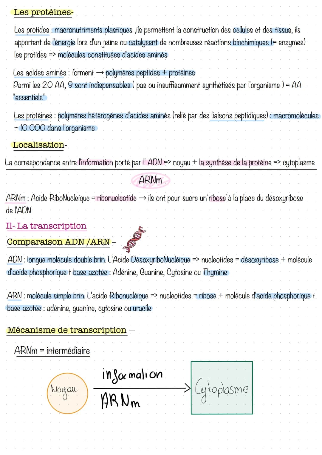 # Séance 1: la transcription
1. Prérequis sur les gènes et les protéines
La cellule
Nucléole
Mitochondrie
Appareil de Golgi
Centriole