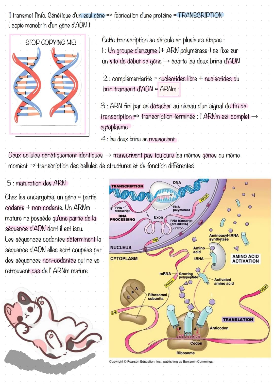 # Séance 1: la transcription
1. Prérequis sur les gènes et les protéines
La cellule
Nucléole
Mitochondrie
Appareil de Golgi
Centriole