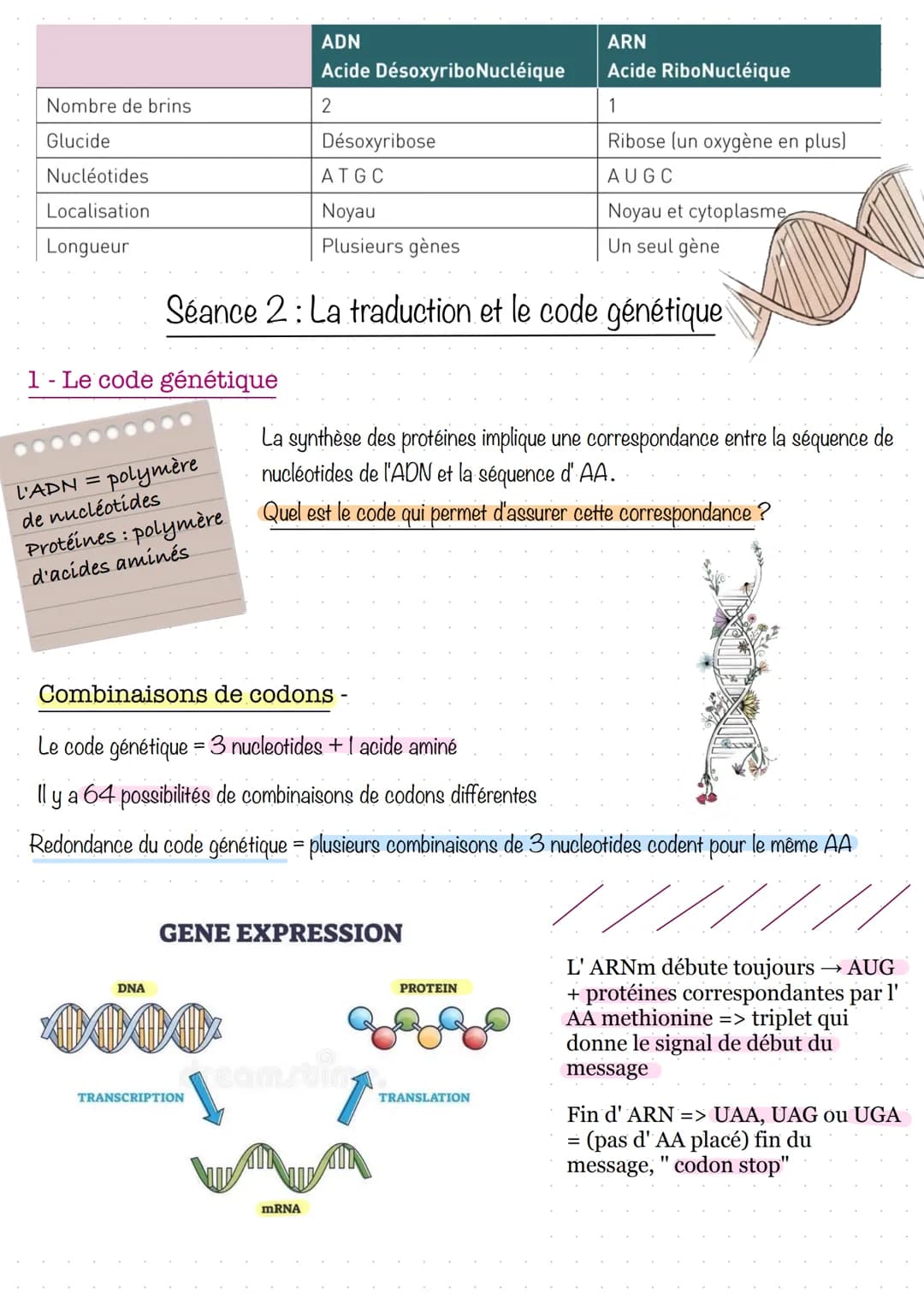 # Séance 1: la transcription
1. Prérequis sur les gènes et les protéines
La cellule
Nucléole
Mitochondrie
Appareil de Golgi
Centriole