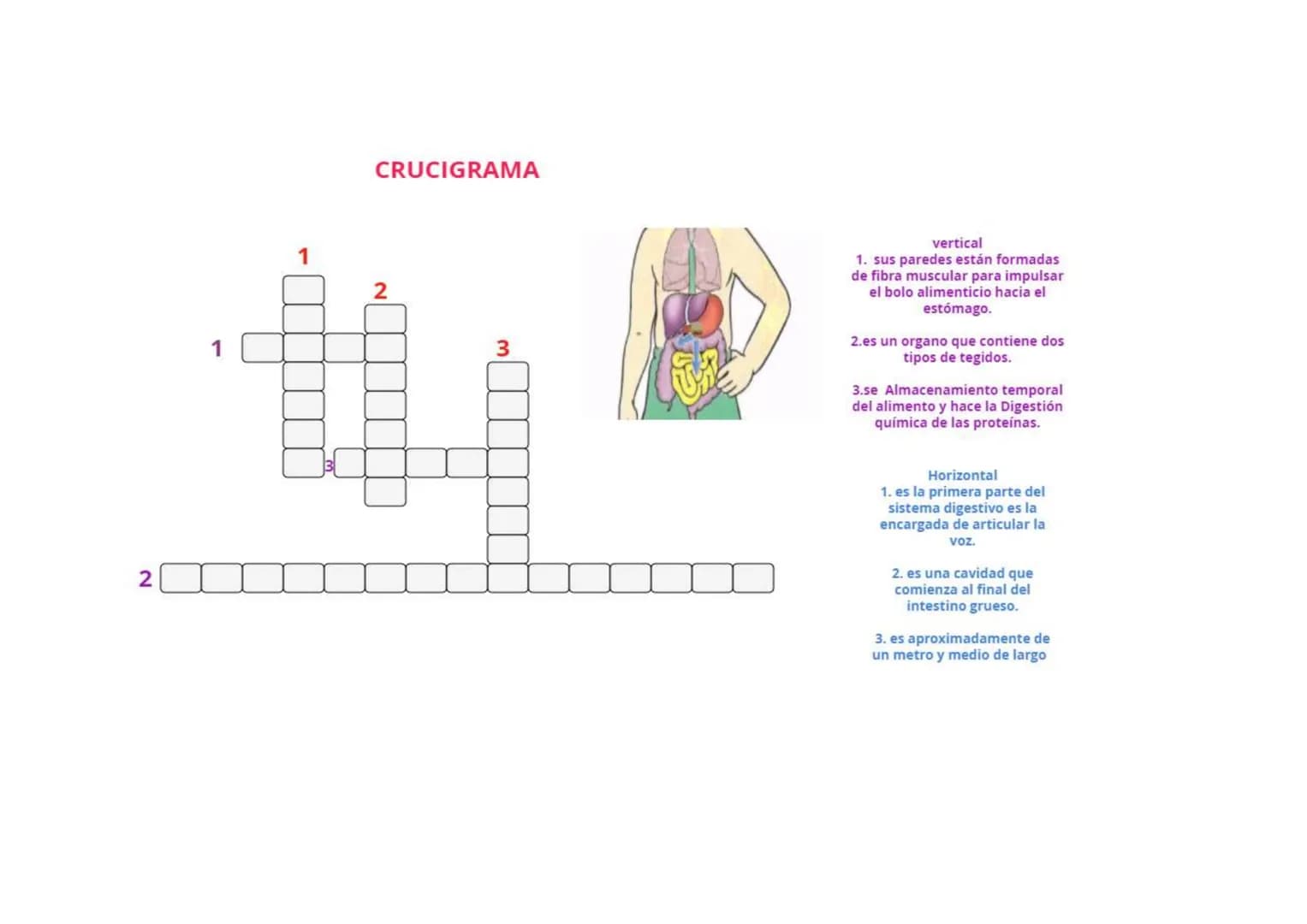 2
1
CRUCIGRAMA
1
2
3
vertical
1. sus paredes están formadas
de fibra muscular para impulsar
el bolo alimenticio hacia el
estómago.
2.