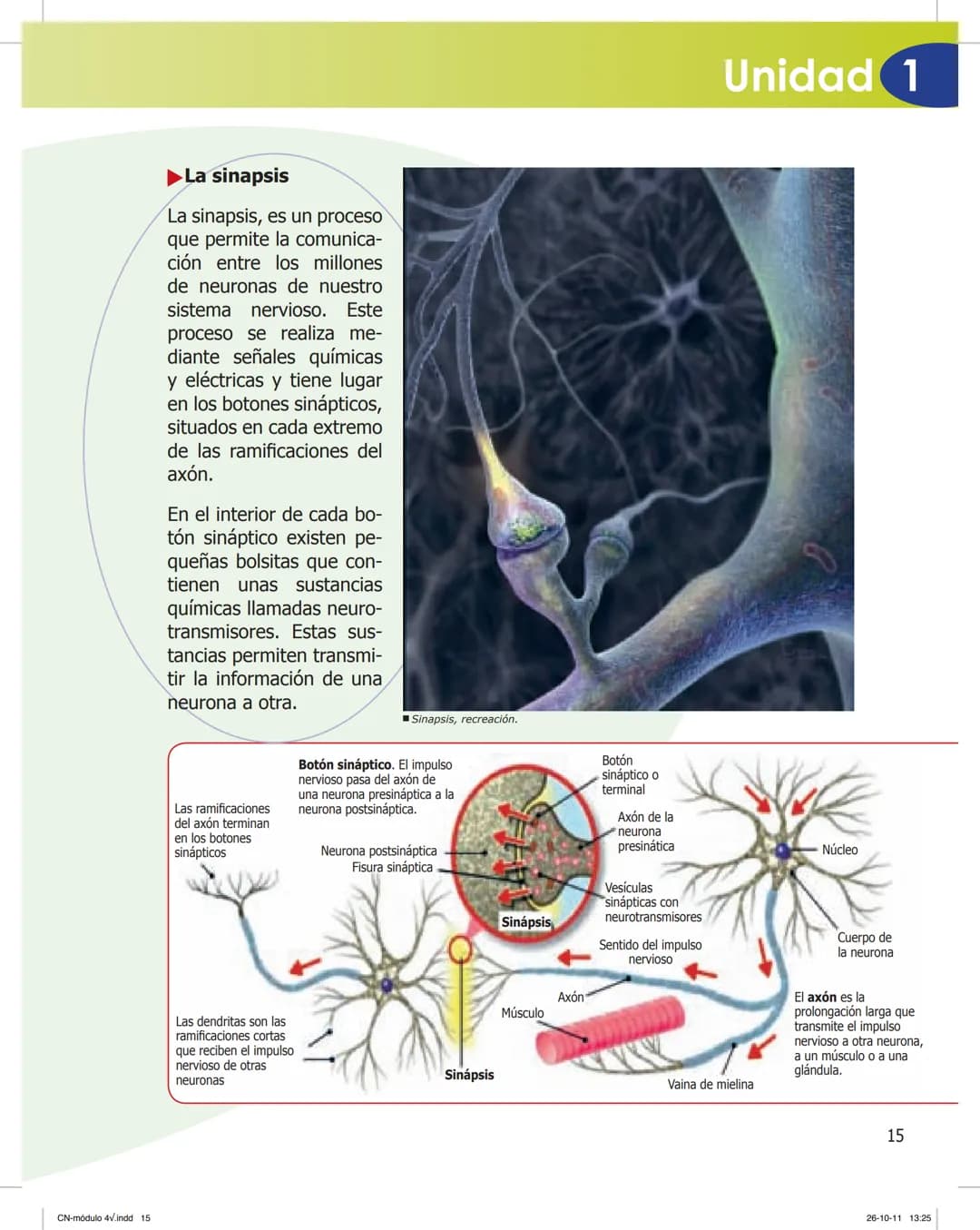 tapas 3345.indd 1
Mamed
CIENCIAS NATURALES
SEGUNDO CICLO
MÓDULO 4
Los seres vivos y el ambiente:
Recepción y flujo de
información en el o