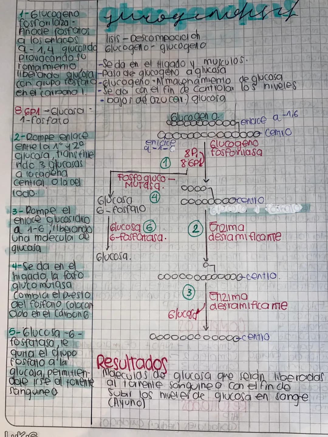 DDMM AA
# Glase de
# METABOLISMO
- Metabolismo la suma de todas las reacciones
quimicas que se llevon acabo dentia de la célula
- Anabolismo